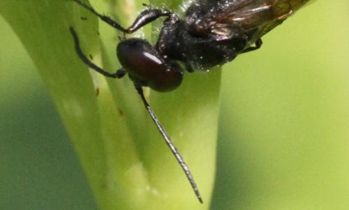Astata sp.